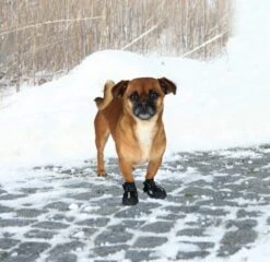 Trixie Bottes Protection Walker Active XS - S X 2 5 Trixie Bottes Protection Walker Active XS - S X 2 -lacompagniedesanimaux bottes xs 1