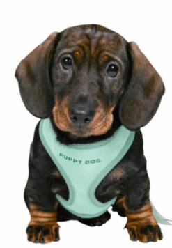 Trixie Harnais Rembourré Avec Des Chiots Verts à La Menthe -lacompagniedesanimaux menta 644ef4a852e3c g