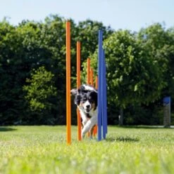 Trixie Slalom Agility 7 Trixie Slalom Agility -lacompagniedesanimaux slalom3