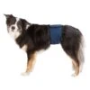 Trixie Couches Lavables Pour Chiens Mâles Bleu Foncé S–M -lacompagniedesanimaux trixie couches lavables pour chiens m les bleu fonc s4 1