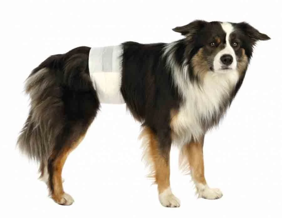 Trixie Couches Pour Chiens Mâles M-L 4 Trixie Couches Pour Chiens Mâles M-L – Image 2