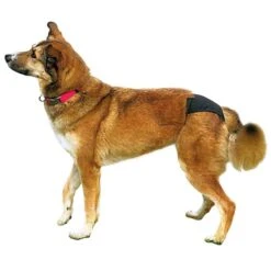 Trixie Slip De Protection Pour Chien S 5 Trixie Slip De Protection Pour Chien S -lacompagniedesanimaux trixie culotte de protection pour chien 1