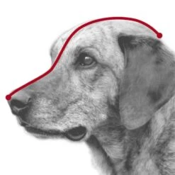 Trixie Muselière En Plastique Pour Chien L-XL 7 Trixie Muselière En Plastique Pour Chien L-XL -lacompagniedesanimaux trixie museli re en plastique chiens xs 1 1 1 1 1 1