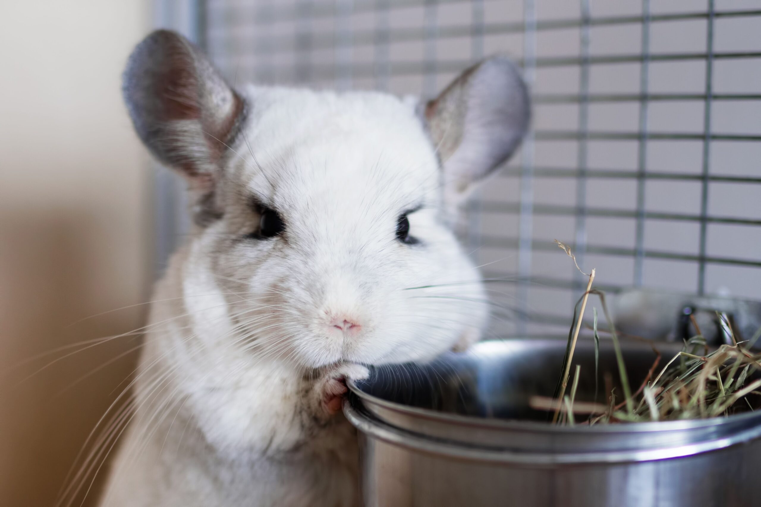 lacompagniedesanimaux -lacompagniedesanimaux cute chinchilla of white color is sitting in its house near to bowl with hay 1189779960 95d081078f884ae9b1fb63b4c3febf3f scaled